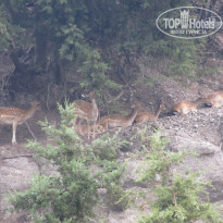 фото из отзыва ID 594330