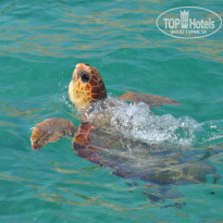 фото из отзыва ID 595299