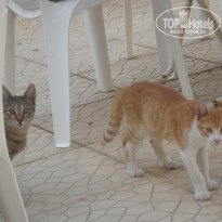 фото из отзыва ID 595781