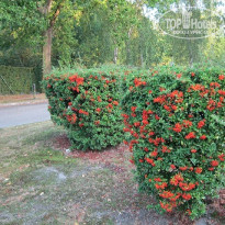 фото из отзыва ID 596271