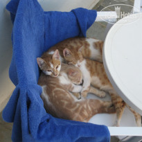 фото из отзыва ID 597418