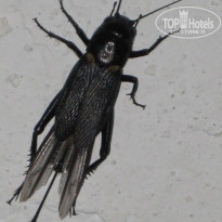 фото из отзыва ID 597426