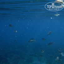 фото из отзыва ID 597936