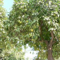 фото из отзыва ID 598587