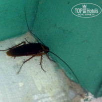 фото из отзыва ID 598257