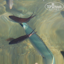 фото из отзыва ID 599530