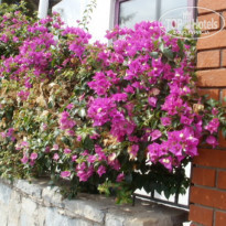 фото из отзыва ID 600546