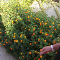 фото из отзыва ID 601839