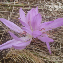 фото из отзыва ID 602908