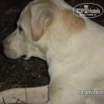 фото из отзыва ID 603788