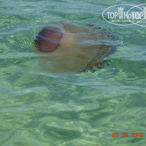 фото из отзыва ID 605249