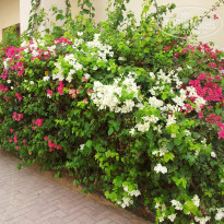 фото из отзыва ID 605265