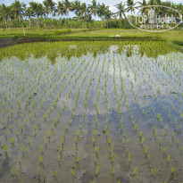 фото из отзыва ID 605823