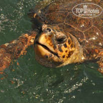 фото из отзыва ID 605884