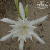 фото из отзыва ID 605215