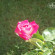 фото из отзыва ID 610623