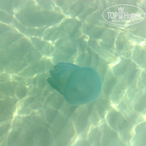 фото из отзыва ID 616370