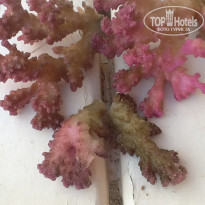 фото из отзыва ID 628785