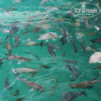 фото из отзыва ID 629426