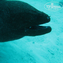 фото из отзыва ID 629434