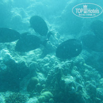 фото из отзыва ID 629434