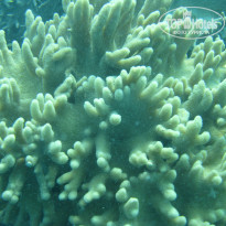 фото из отзыва ID 629434