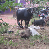 фото из отзыва ID 629776