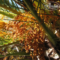 фото из отзыва ID 631276