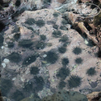 фото из отзыва ID 632473