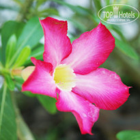 фото из отзыва ID 633778