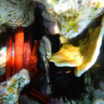 фото из отзыва ID 633821