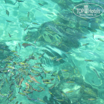 фото из отзыва ID 635668