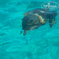 фото из отзыва ID 635844