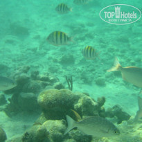 фото из отзыва ID 636003