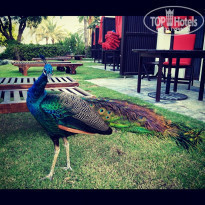 фото из отзыва ID 636444