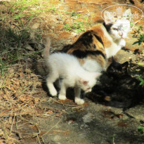 фото из отзыва ID 640839