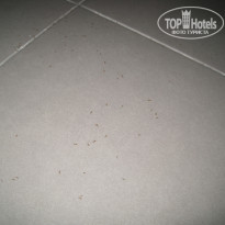 фото из отзыва ID 642403