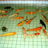 фото из отзыва ID 645274