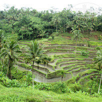 фото из отзыва ID 646870