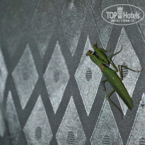 фото из отзыва ID 647784