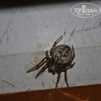 фото из отзыва ID 647784