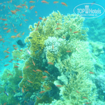 фото из отзыва ID 647949