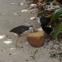 фото из отзыва ID 648384