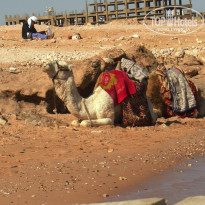 фото из отзыва ID 649175