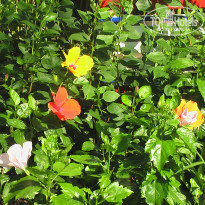 фото из отзыва ID 649575