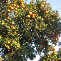 фото из отзыва ID 651720