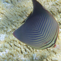 фото из отзыва ID 651957