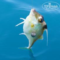 фото из отзыва ID 652585