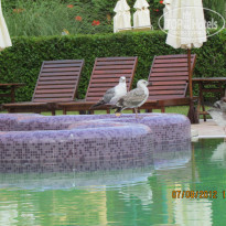 фото из отзыва ID 653662