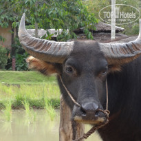 фото из отзыва ID 654199